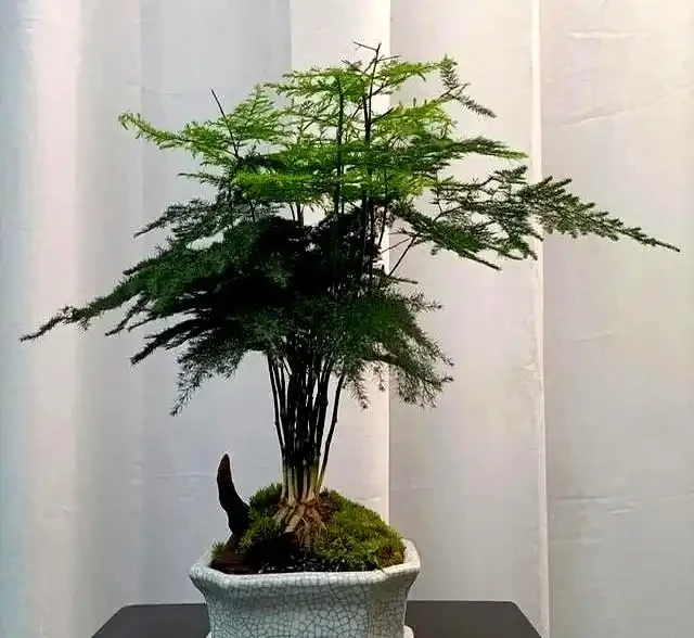 9月快動手,輕鬆一剪刀,5種花大膽剃頭狠剪,下月綠葉瘋長滿盆!