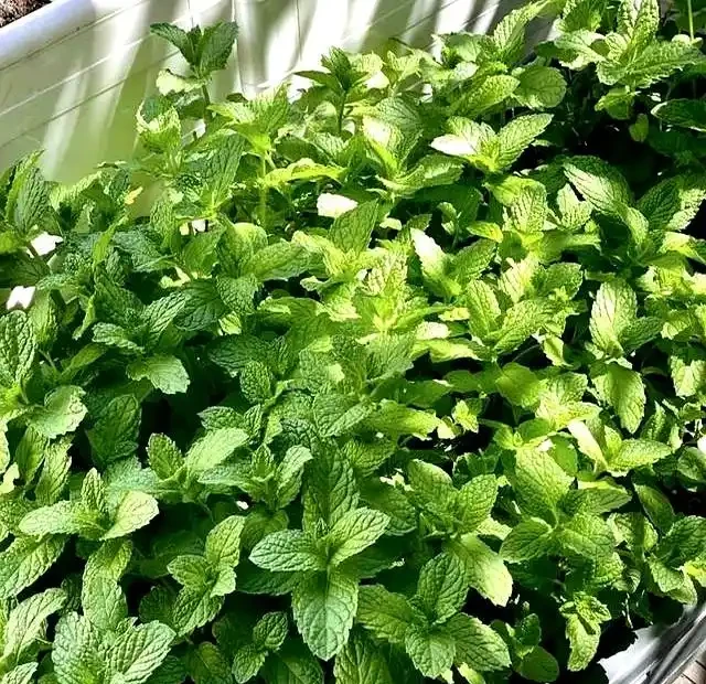 9月快動手,輕鬆一剪刀,5種花大膽剃頭狠剪,下月綠葉瘋長滿盆!