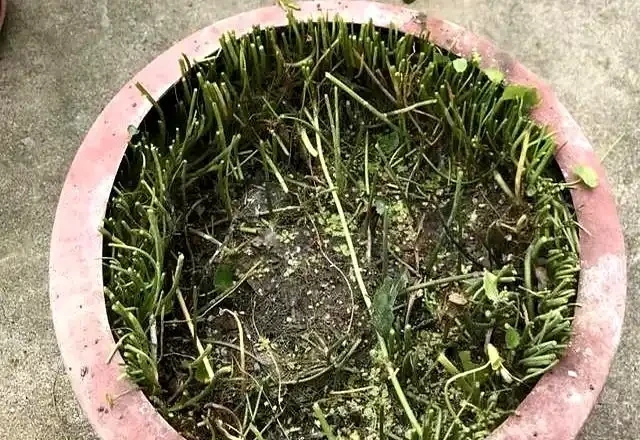 9月快動手,輕鬆一剪刀,5種花大膽剃頭狠剪,下月綠葉瘋長滿盆!