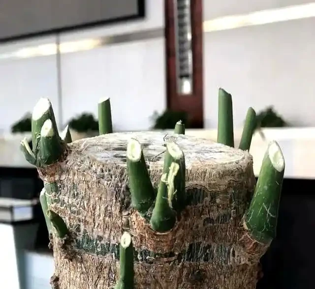 9月快動手,輕鬆一剪刀,5種花大膽剃頭狠剪,下月綠葉瘋長滿盆!