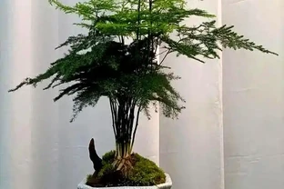 9月快動手，輕鬆一剪刀，5種花大膽剃頭狠剪，下月綠葉瘋長滿盆！