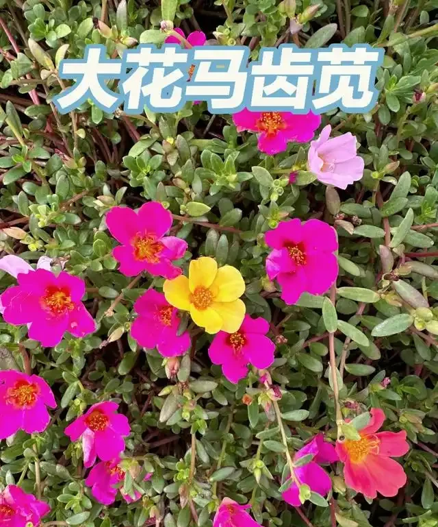 名字帶「牡丹」卻不是牡丹?10種「冒牌牡丹」圖鑑大揭秘