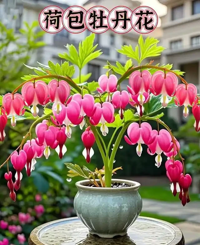 名字帶「牡丹」卻不是牡丹?10種「冒牌牡丹」圖鑑大揭秘