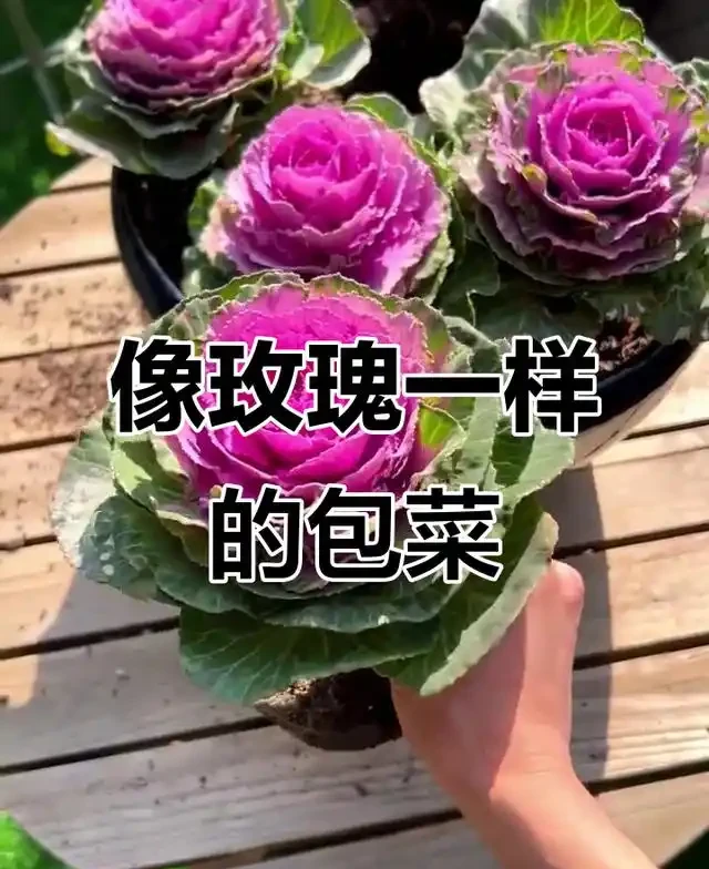 名字帶「牡丹」卻不是牡丹?10種「冒牌牡丹」圖鑑大揭秘