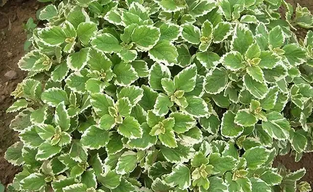 名字帶「牡丹」卻不是牡丹?10種「冒牌牡丹」圖鑑大揭秘