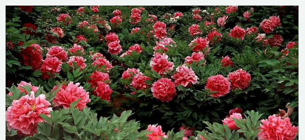 牡丹香味最濃的四種花