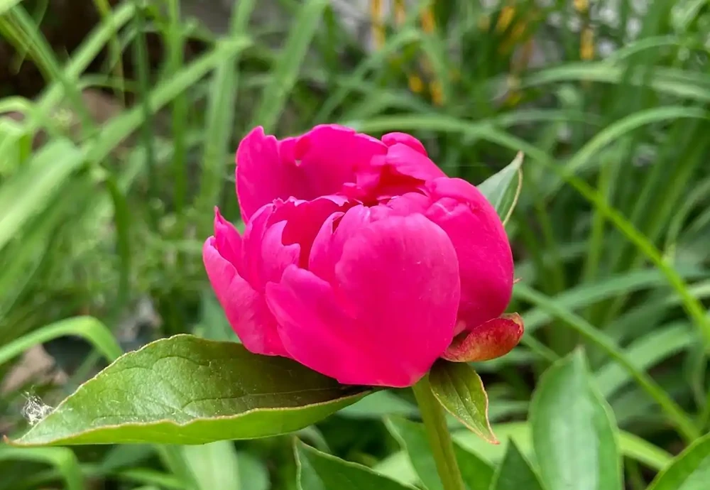 牡丹香味最濃的四種花
