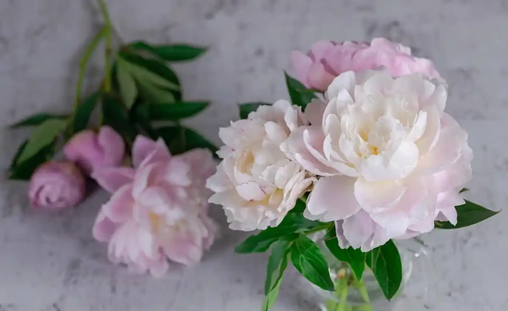 牡丹香味最濃的四種花