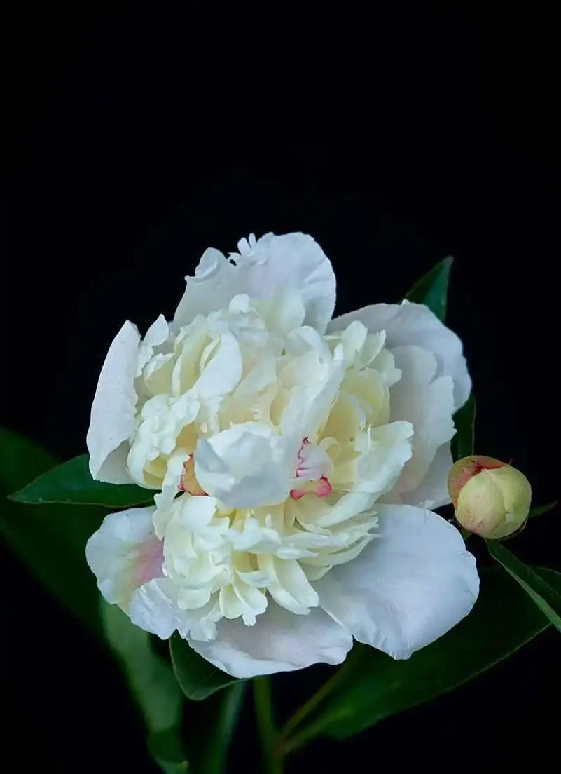 牡丹香味最濃的四種花