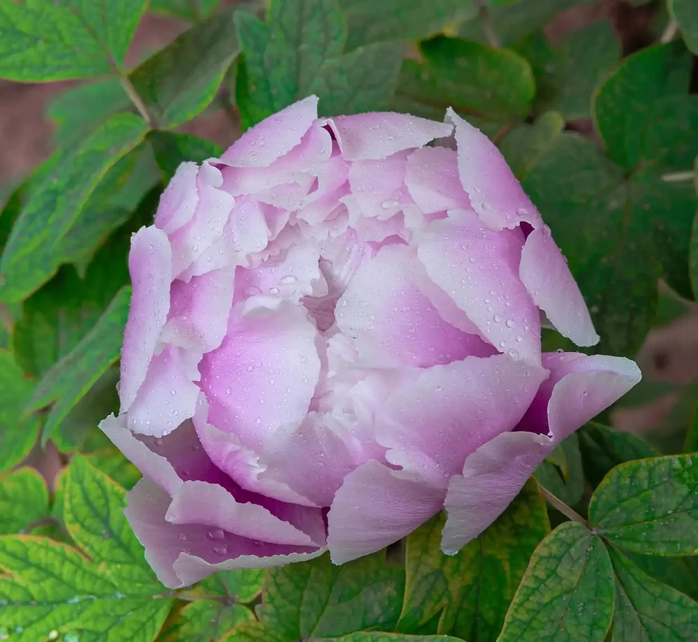 牡丹香味最濃的四種花