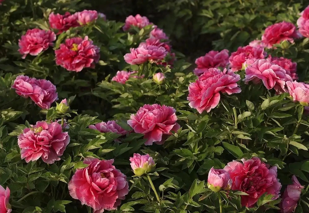 牡丹香味最濃的四種花