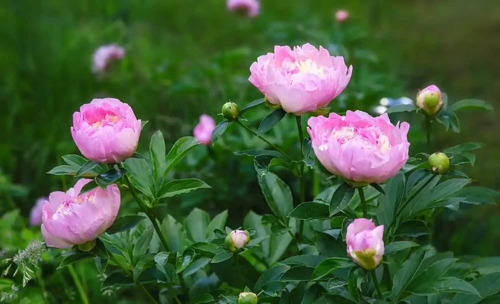 牡丹香味最濃的四種花