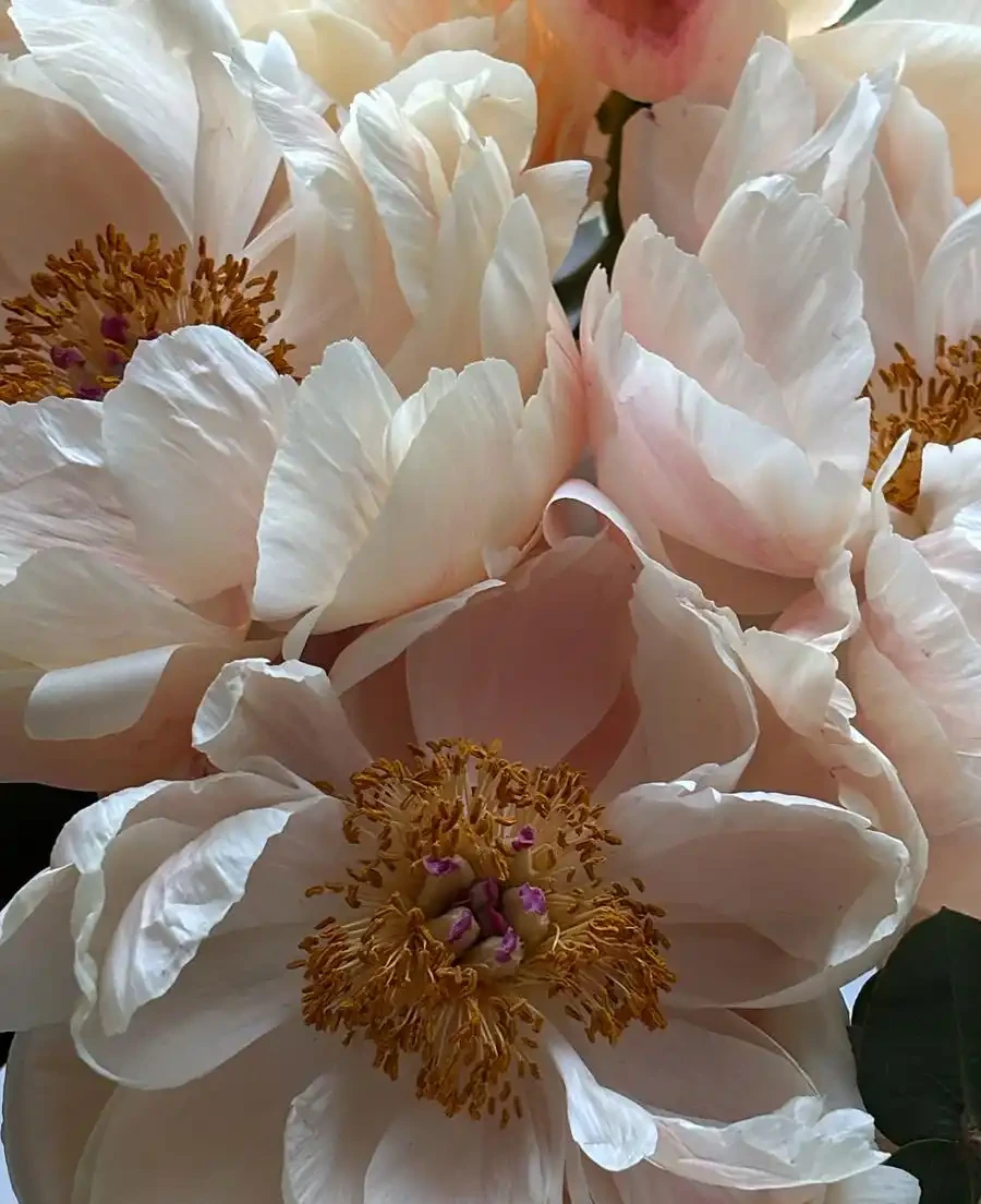 牡丹香味最濃的四種花
