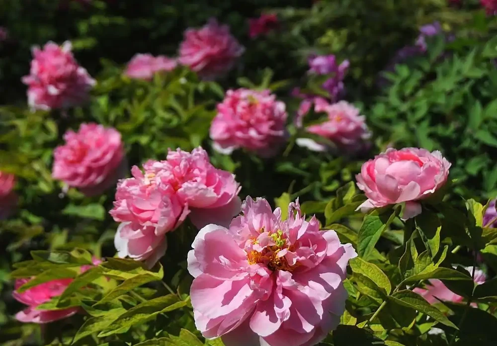 牡丹香味最濃的四種花