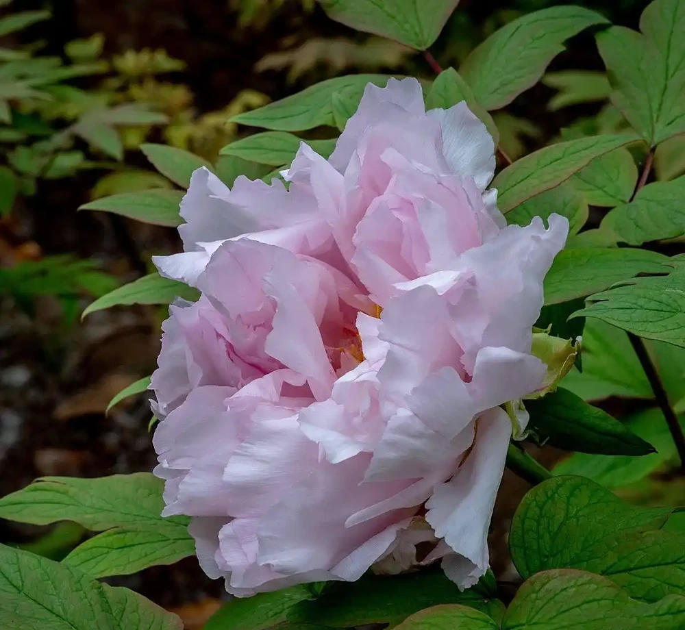 牡丹香味最濃的四種花