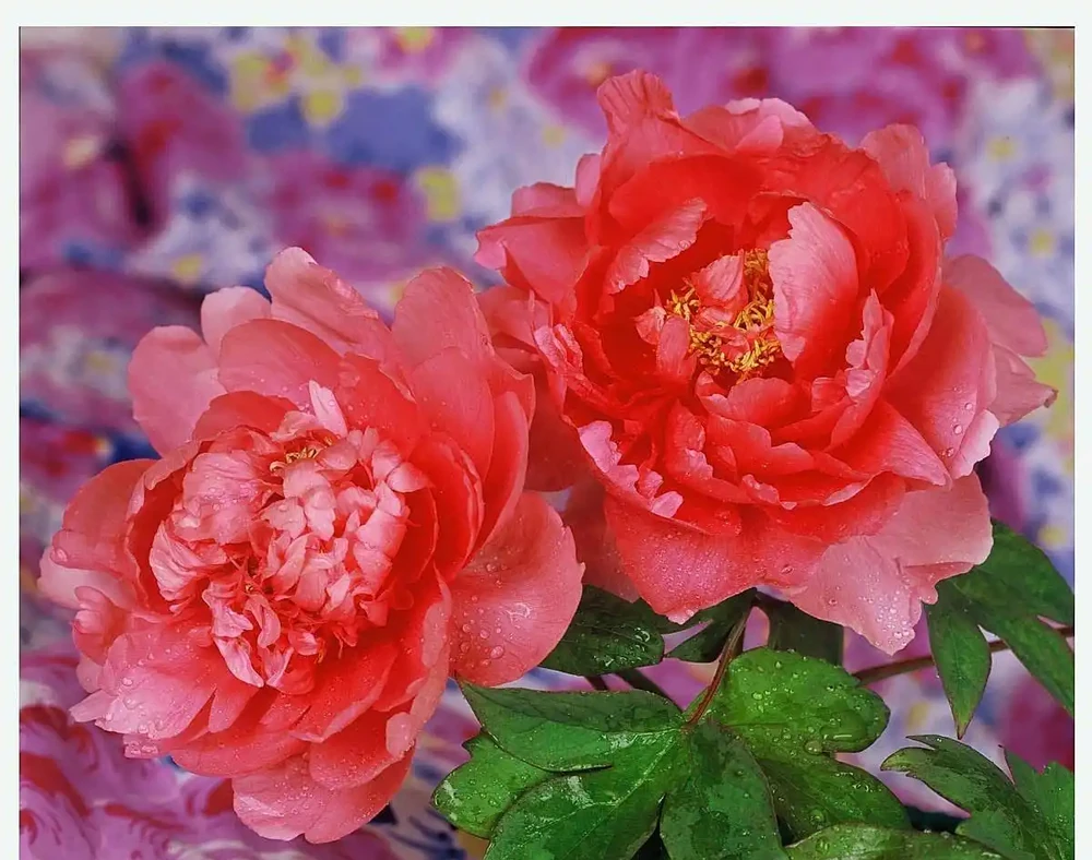 牡丹香味最濃的四種花