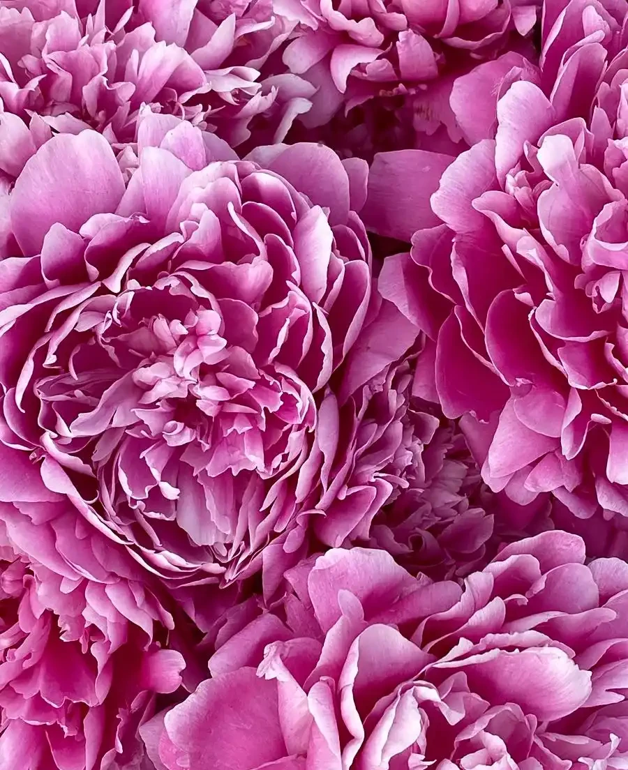 牡丹香味最濃的四種花