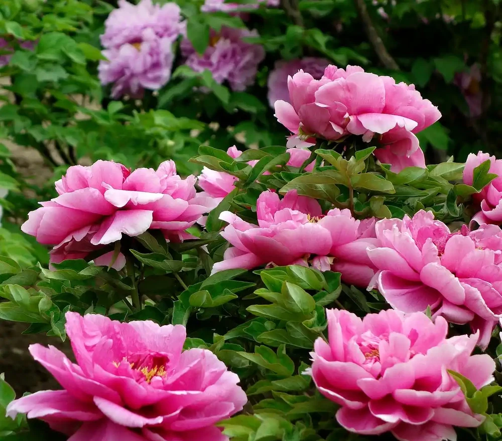 牡丹香味最濃的四種花