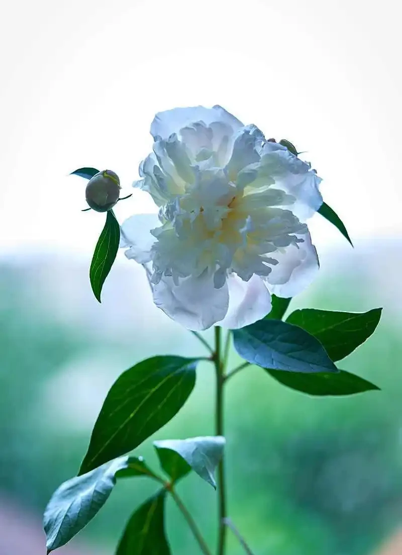 牡丹香味最濃的四種花