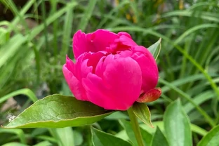 牡丹香味最濃的四種花