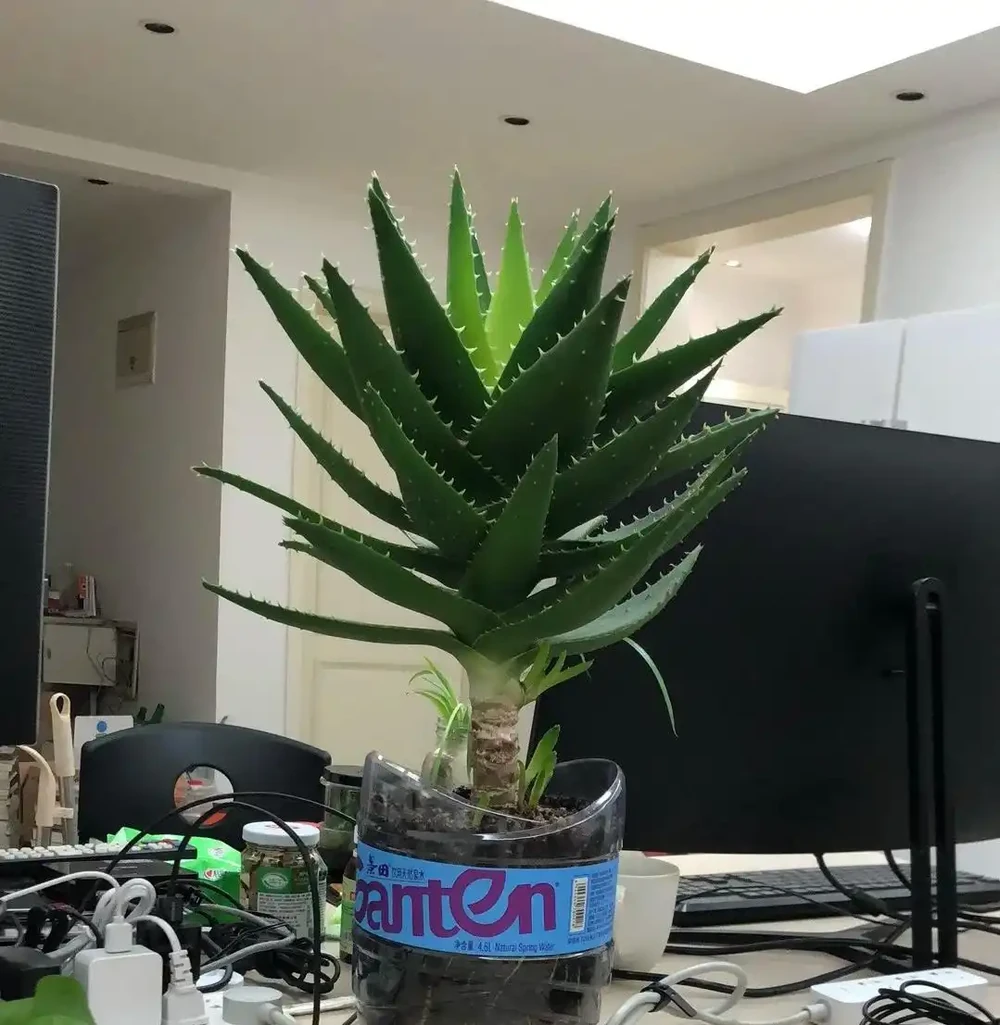 男子近日被裁員,清理工位上的花,大大小小一拖車,網友:工位當家的代價