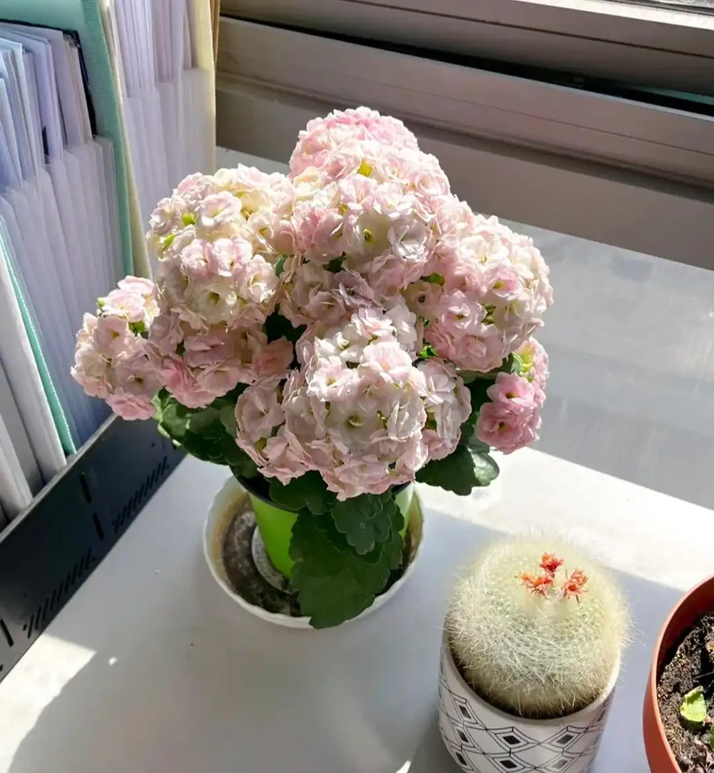 男子近日被裁員,清理工位上的花,大大小小一拖車,網友:工位當家的代價