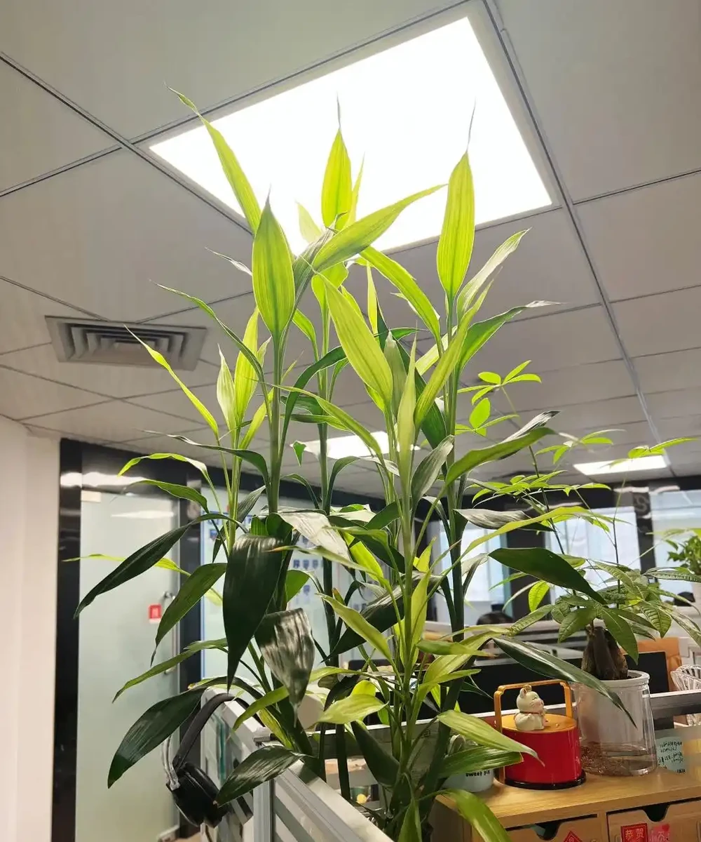 男子近日被裁員,清理工位上的花,大大小小一拖車,網友:工位當家的代價