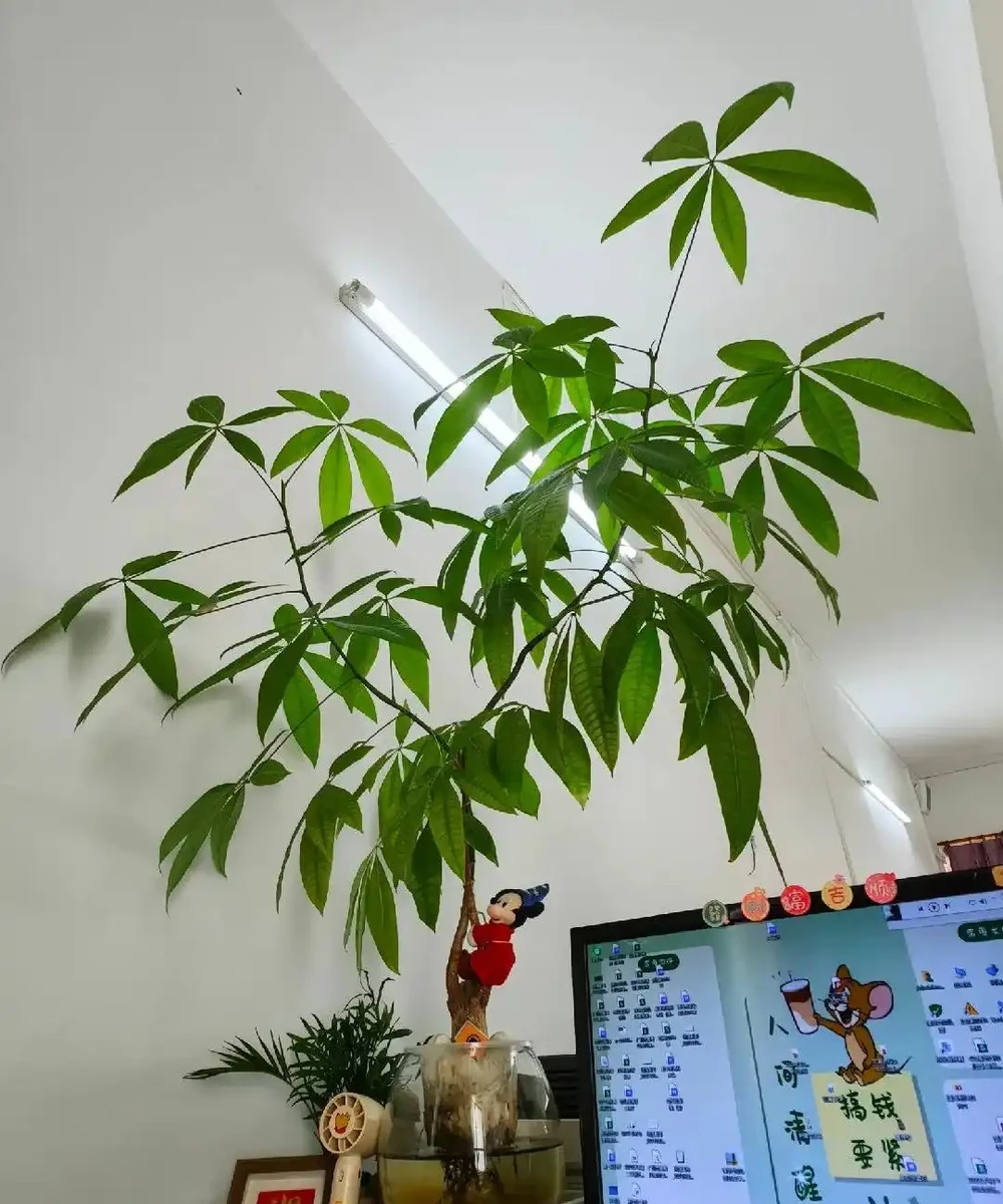 男子近日被裁員,清理工位上的花,大大小小一拖車,網友:工位當家的代價