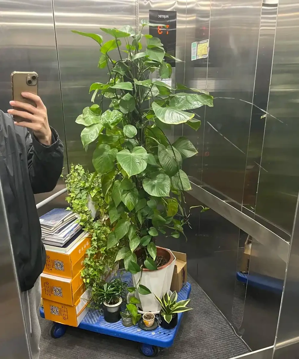 男子近日被裁員,清理工位上的花,大大小小一拖車,網友:工位當家的代價