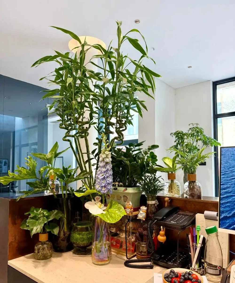 男子近日被裁員,清理工位上的花,大大小小一拖車,網友:工位當家的代價