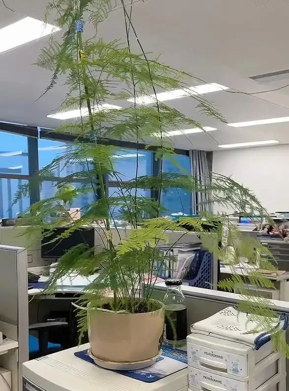男子近日被裁員,清理工位上的花,大大小小一拖車,網友:工位當家的代價