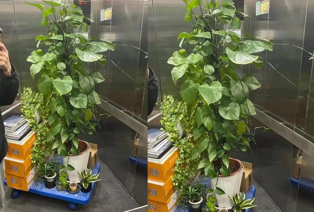 男子近日被裁員,清理工位上的花,大大小小一拖車,網友:工位當家的代價