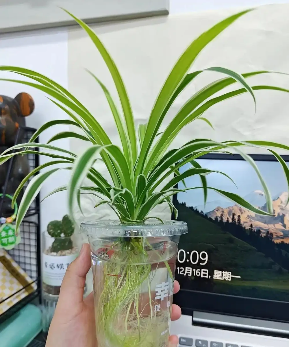 男子近日被裁員,清理工位上的花,大大小小一拖車,網友:工位當家的代價