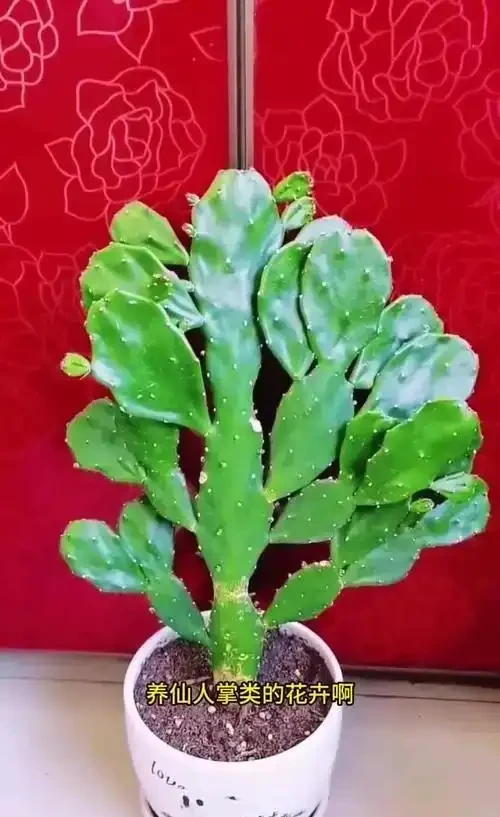 仙人掌澆水指南:看這3點,告別「澆水殺手」稱號