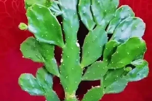 仙人掌澆水指南：看這3點，告別「澆水殺手」稱號