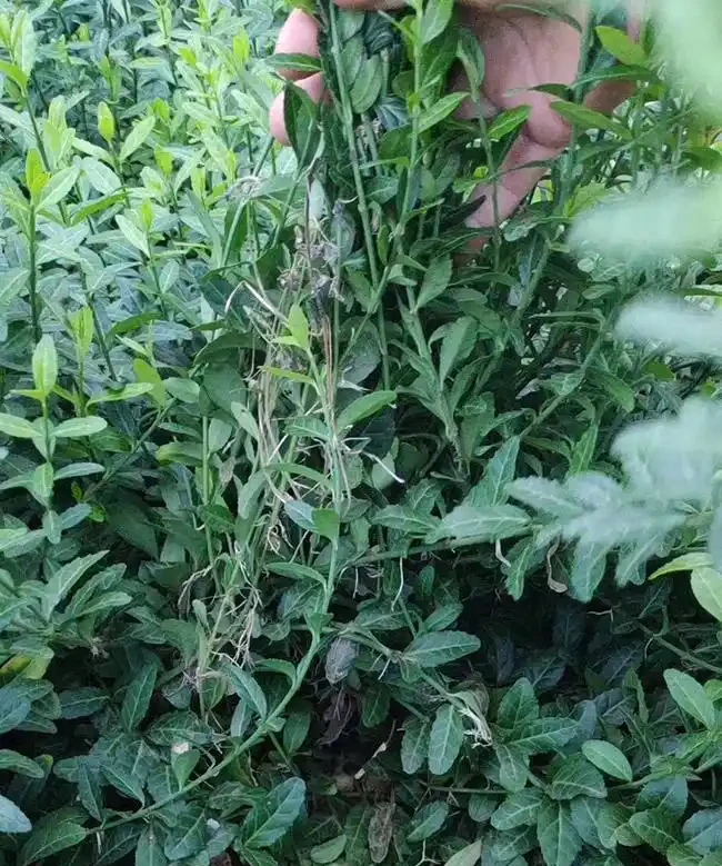 扶芳藤