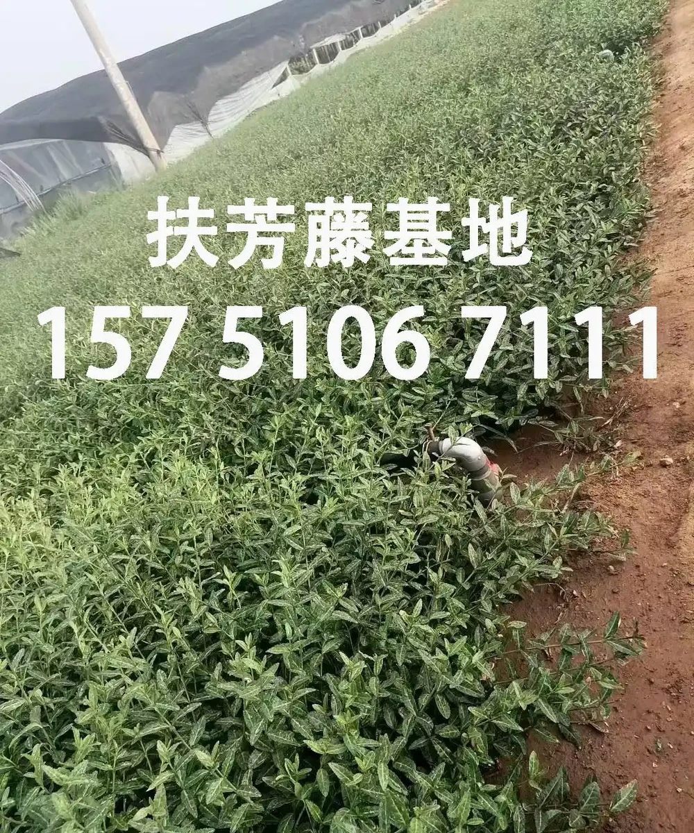 扶芳藤老樁盆景