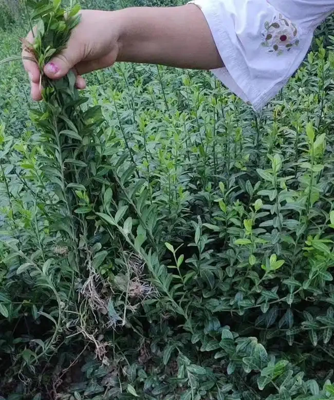 扶芳藤