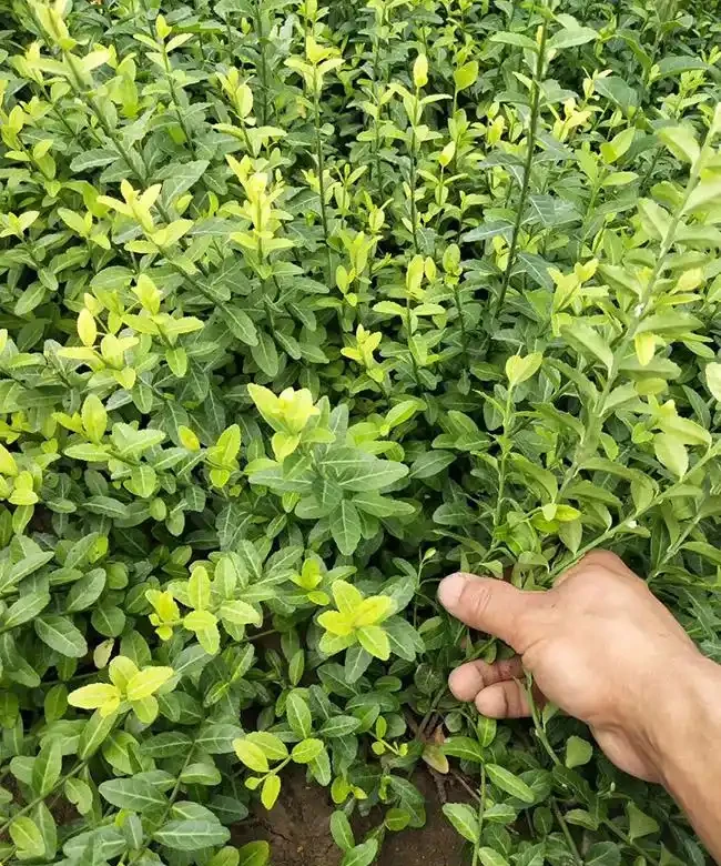 扶芳藤