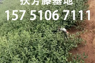 扶芳藤老樁盆景