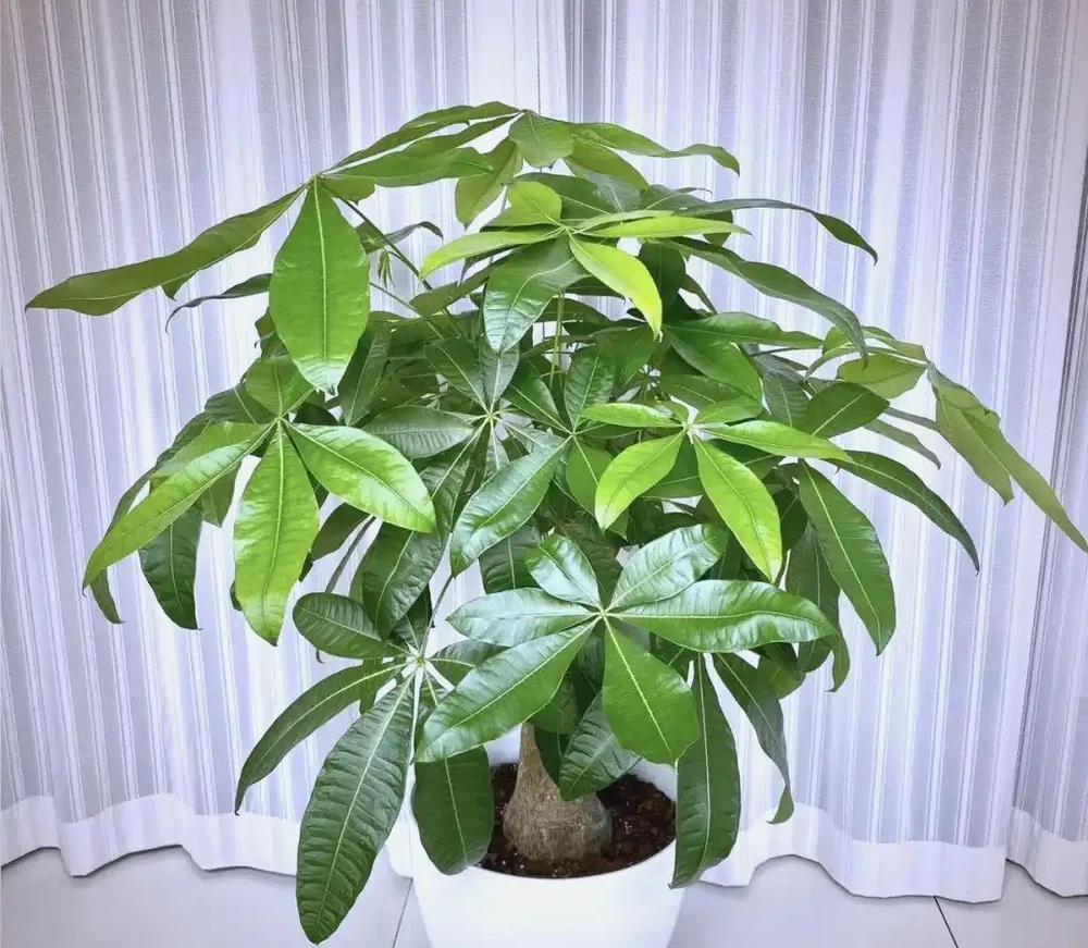 家養六種健康花卉,淨化空氣增強活力