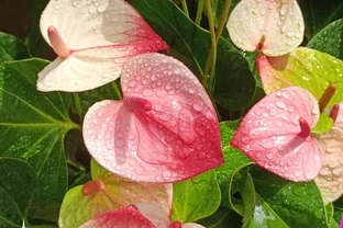 火鶴花葉子有黃斑是怎麼回事，守護花卉健康
