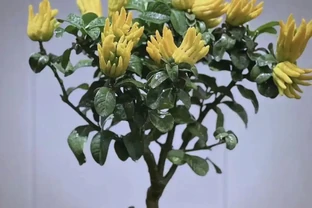 家養六種健康花卉，淨化空氣增強活力