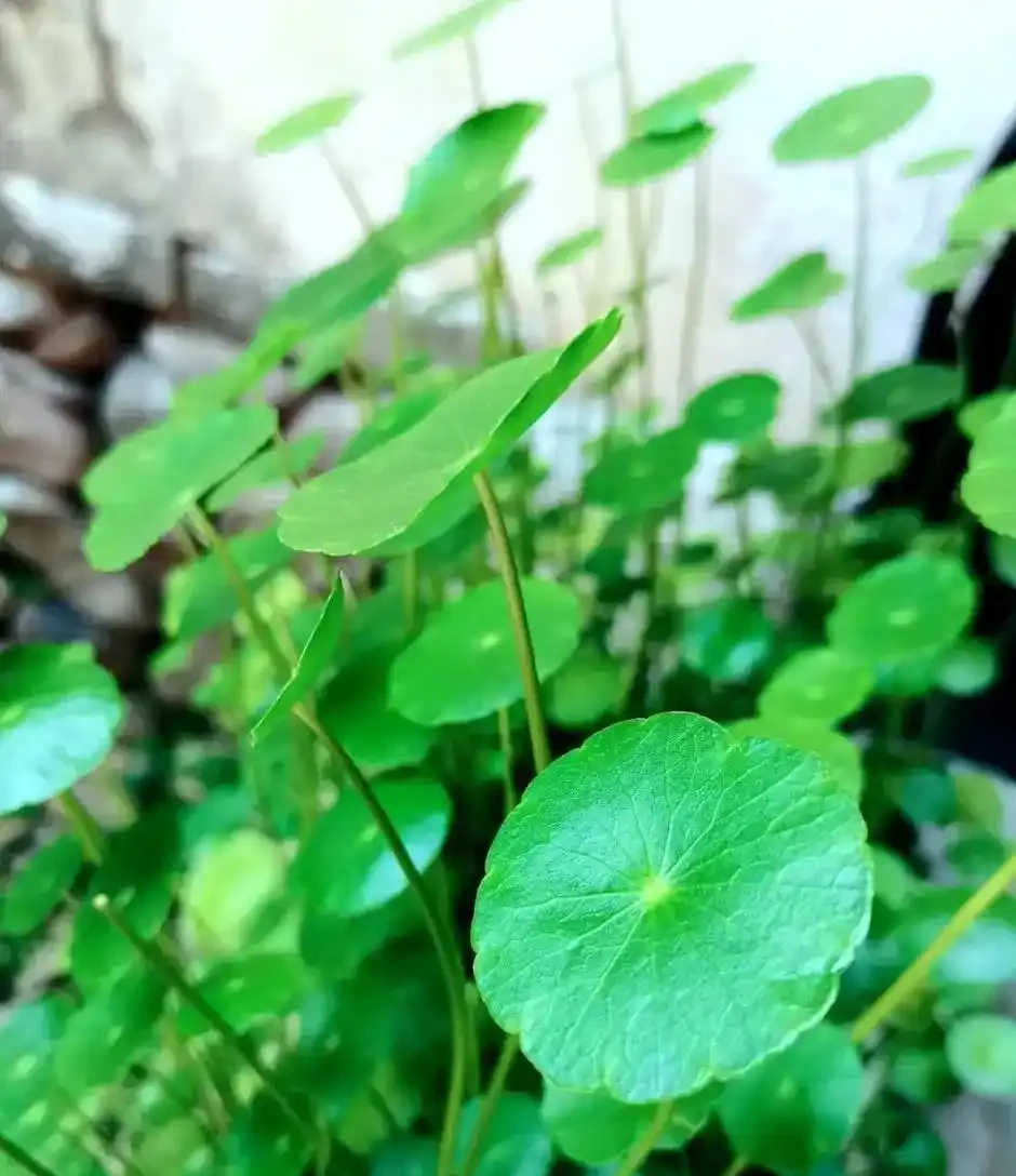 用魚缸養「銅錢草」,美得不像樣,網友:小小銅錢草,太驚豔了!