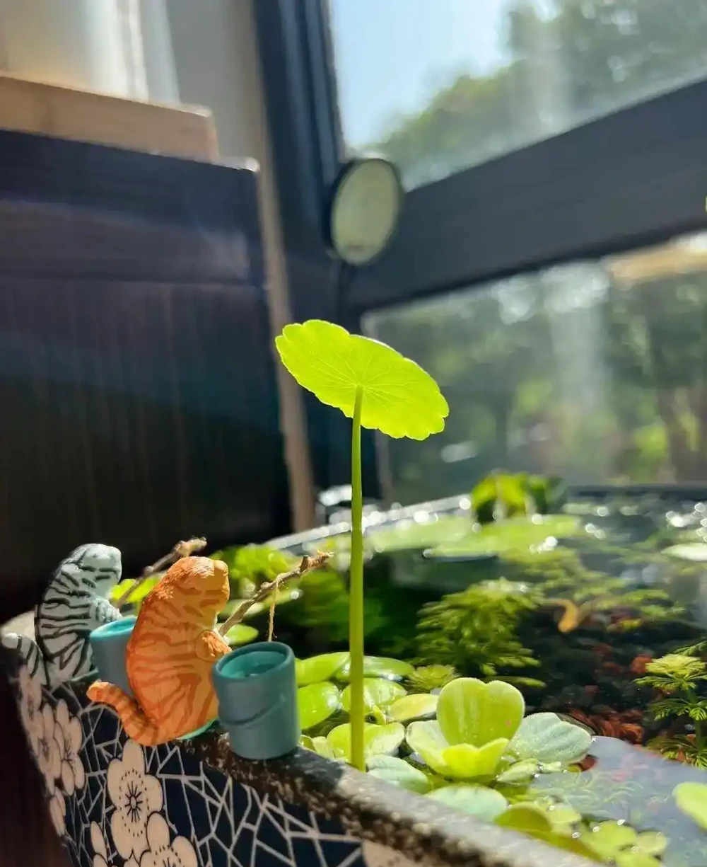 用魚缸養「銅錢草」,美得不像樣,網友:小小銅錢草,太驚豔了!