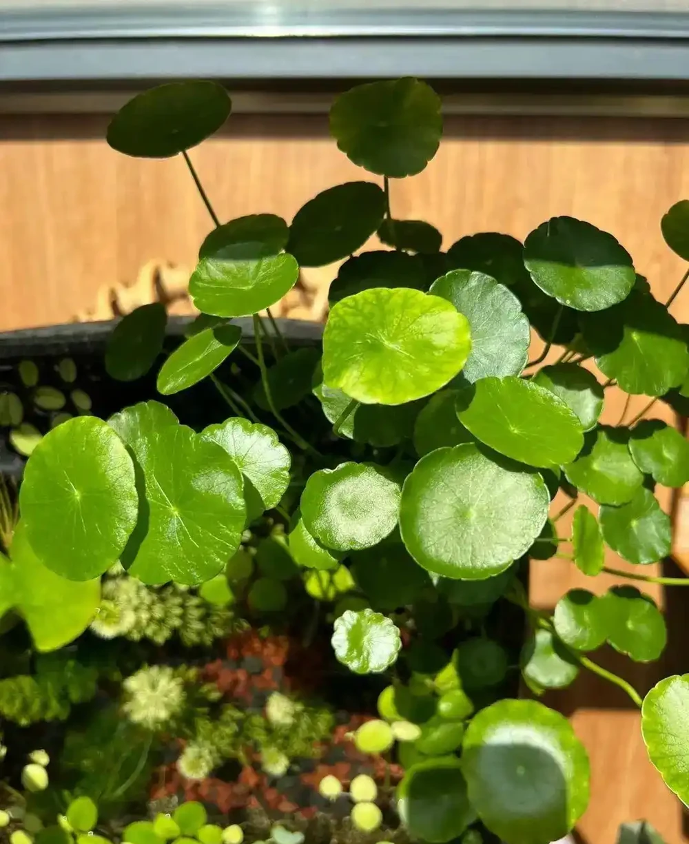 用魚缸養「銅錢草」,美得不像樣,網友:小小銅錢草,太驚豔了!