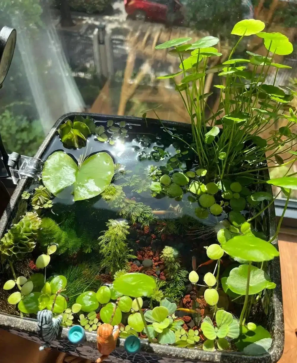 用魚缸養「銅錢草」,美得不像樣,網友:小小銅錢草,太驚豔了!