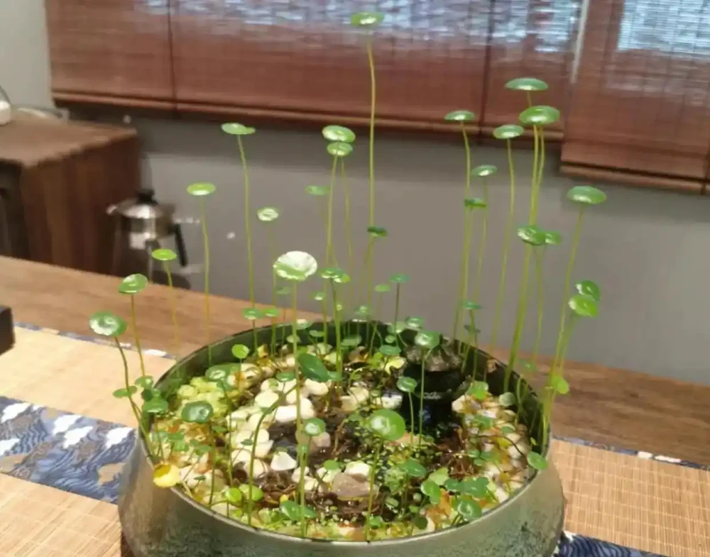 用魚缸養「銅錢草」,美得不像樣,網友:小小銅錢草,太驚豔了!