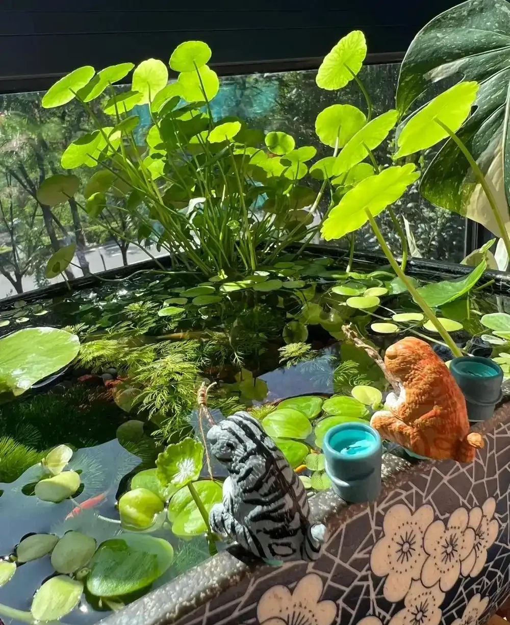 用魚缸養「銅錢草」,美得不像樣,網友:小小銅錢草,太驚豔了!