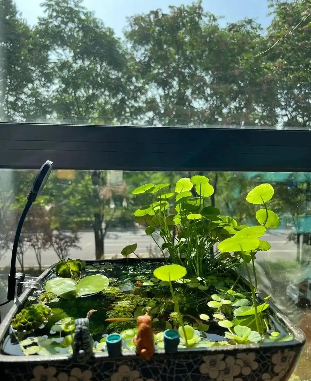 用魚缸養「銅錢草」,美得不像樣,網友:小小銅錢草,太驚豔了!